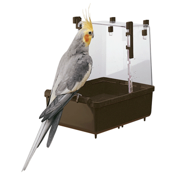 L101 Cockatiel Bath