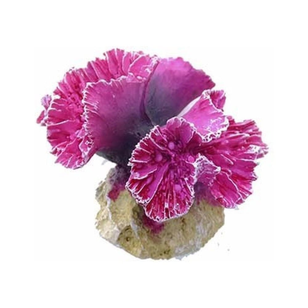 CORALMODULE SYMPHYLIA S - 8x8x7cm