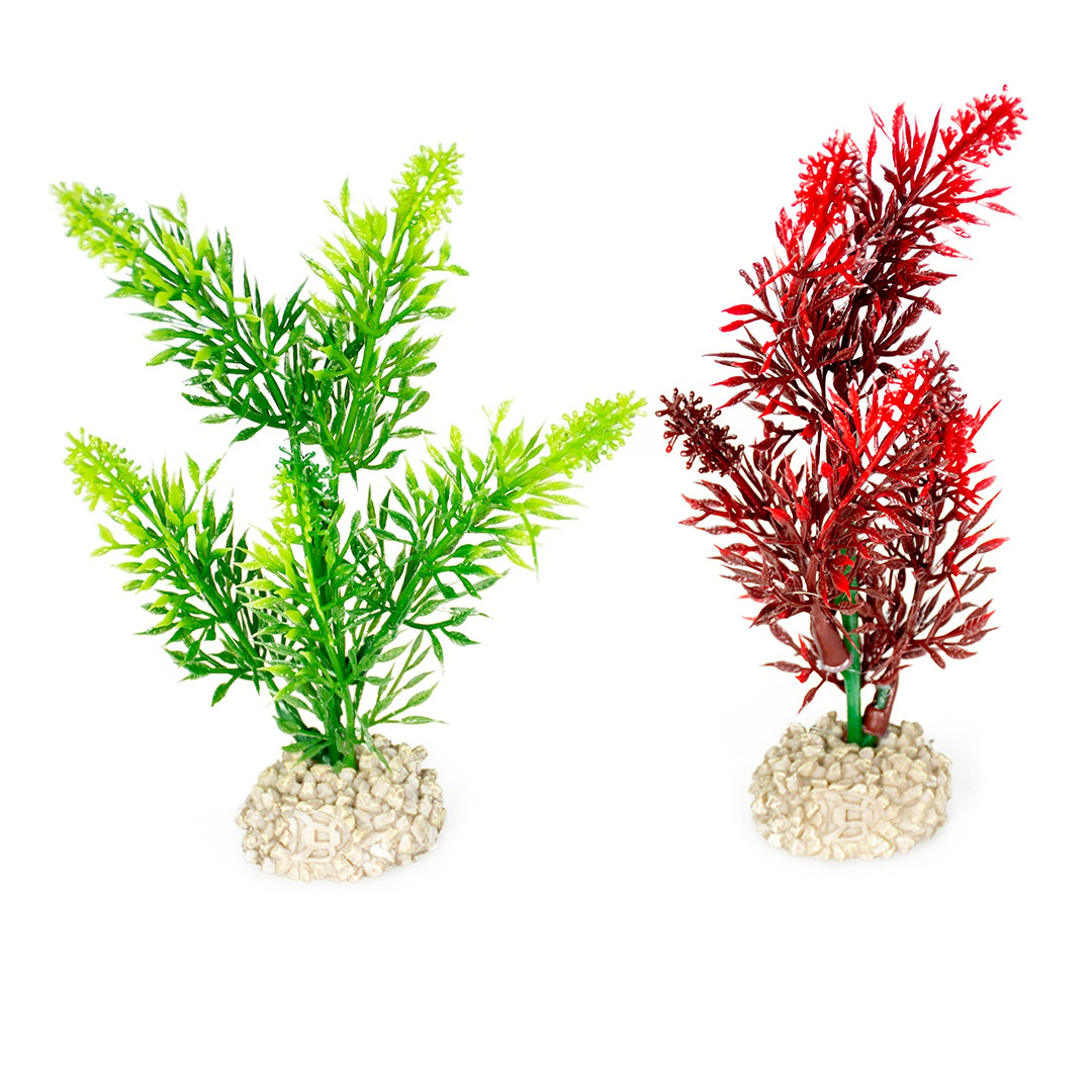 Fiskabúraskraut Elodea Densa S 13cm