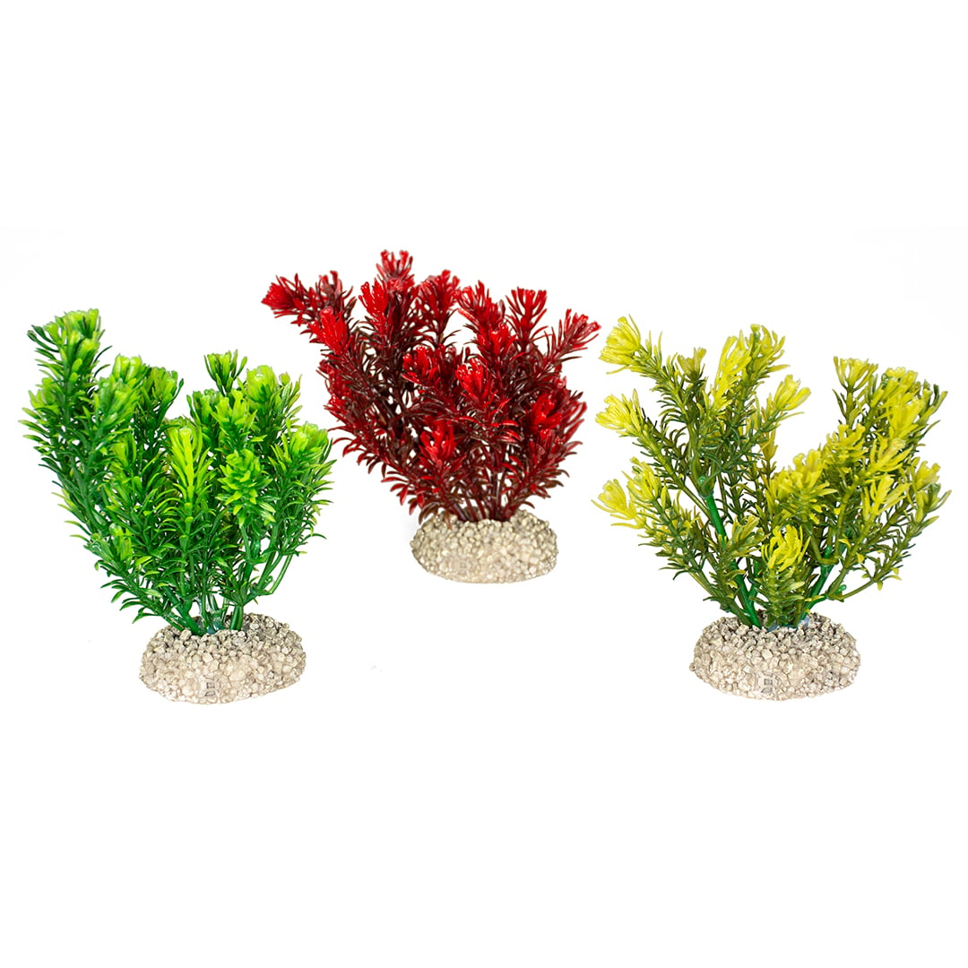 Fiskabúraskraut Canadensis S 13cm