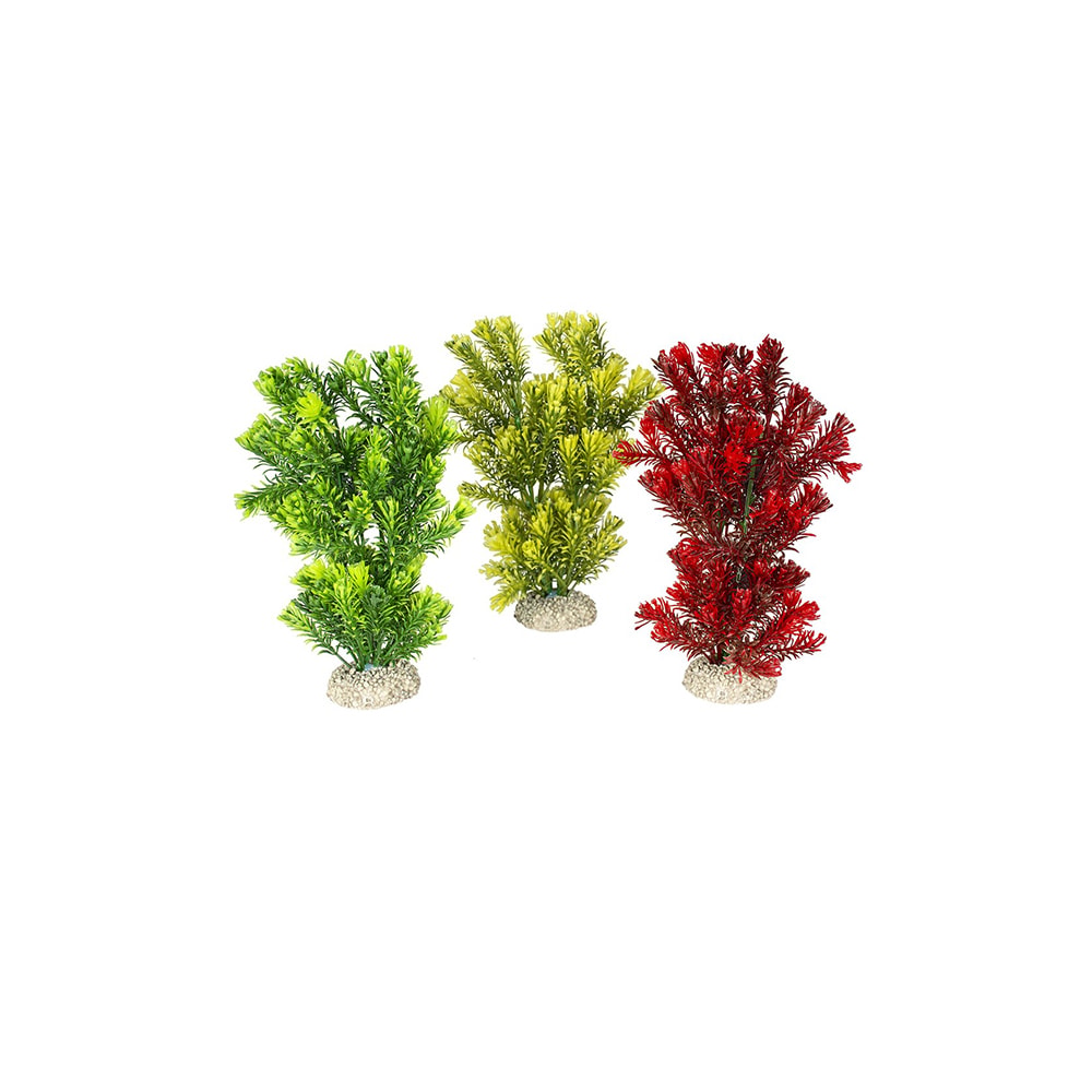 Fiskabúraskraut Canadensis M 23cm
