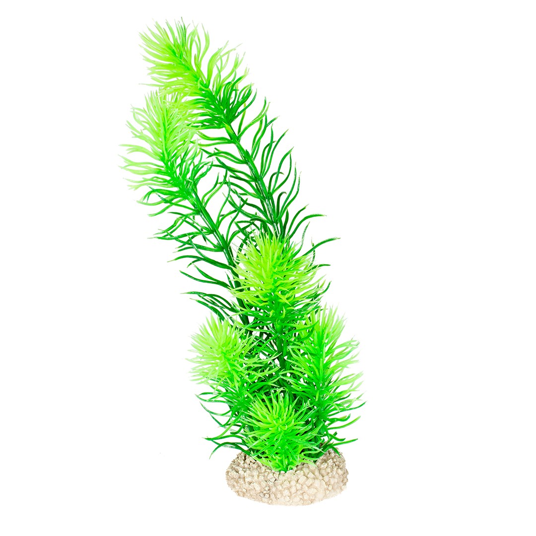 Fiskabúraskraut Hornwort M 24cm