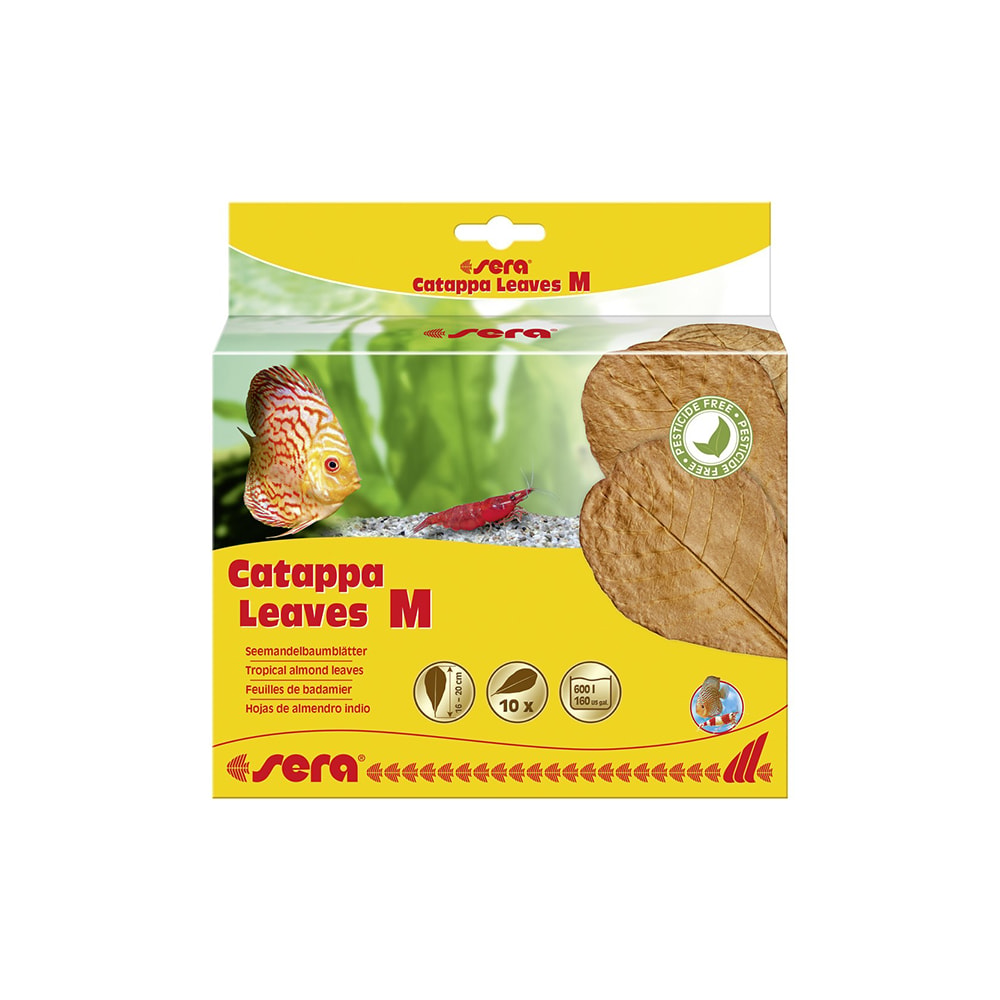 Sera Catappa Leaves M 16-20 Cm
