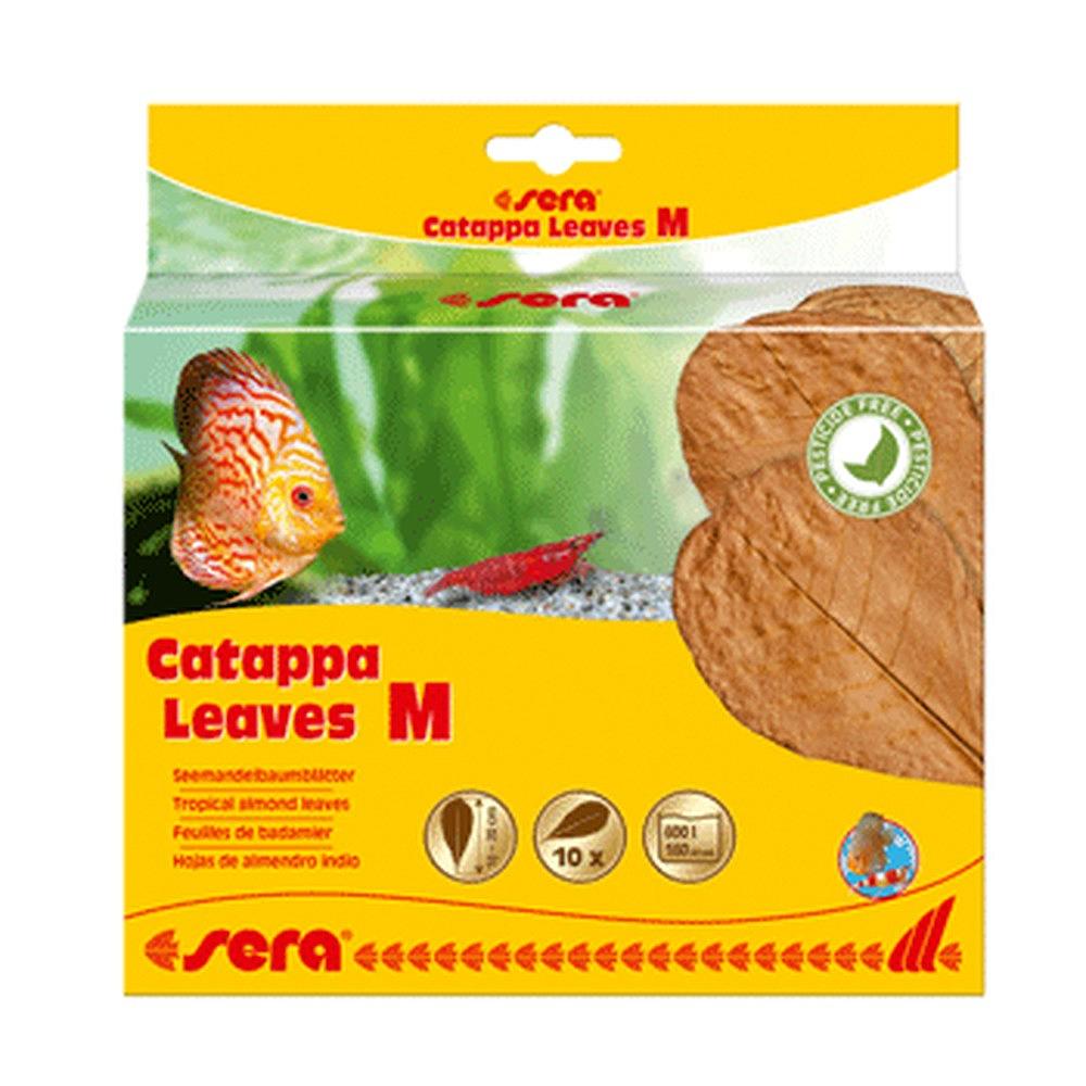 Sera Catappa Leaves M 16-20 Cm
