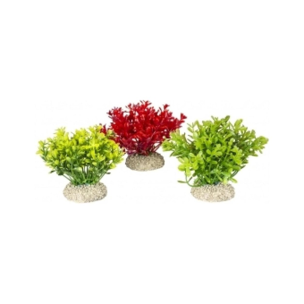 PLANT GLOSSO S – height 9cm