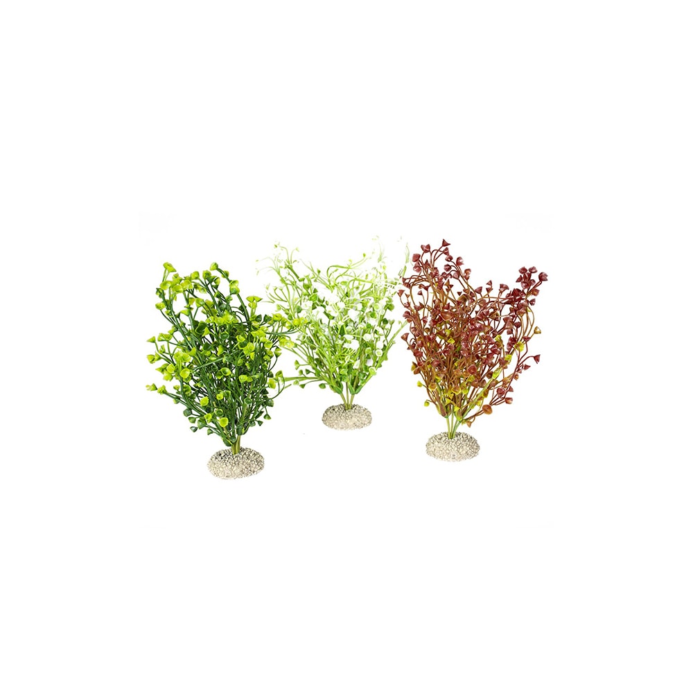 Fiskabúraskraut Bacopa M 25cm