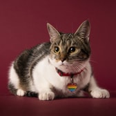 Tags Rainbow Heart S – mynd 4