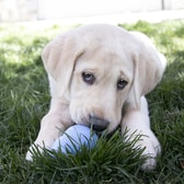 Kong Puppy hvolpaleikfang – S – mynd 2