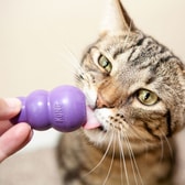 Kong kattaleikfang Kitty Kong – mynd 2