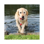 Trixie Dog Activity Mot-Fun fljótandi – 9 cm – mynd 3