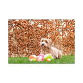 Dog Comets Moon sjálflýsandi hundabolti – appelsínugulur M – mynd 5