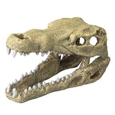 Krókódílahaus fiskabúrsskraut – M 19,5×9,5×10,5 cm – mynd 3