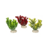 Fiskabúraskraut Canadensis S 13cm – mynd 2