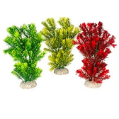 Fiskabúraskraut Canadensis M 23cm – mynd 2