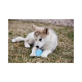 KONG Puppy nagleikfang – XS – mynd 3