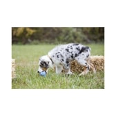 KONG Puppy nagleikfang – XS – mynd 4