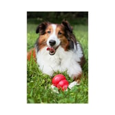 KONG Classic leikfang – X-Small – mynd 4