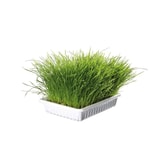 Kattagras mjúkt bakki 100g – mynd 3