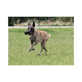 KONG Extreme nagleikfang – S – mynd 2