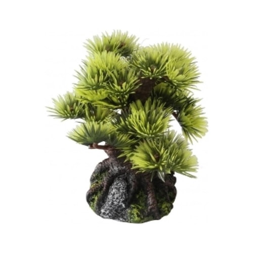 Búraskraut Bonzai 9,5cm