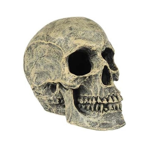Skull Head 16x10,5x13,2cm
