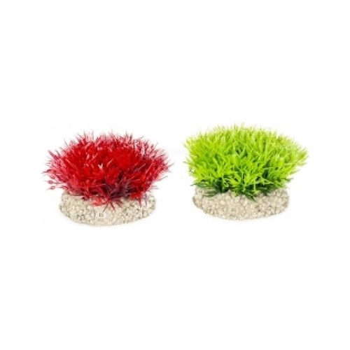 Fiskabúraskraut Crystalwort mosi S 5cm