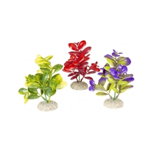 Fiskabúraskraut Crassula M 16cm
