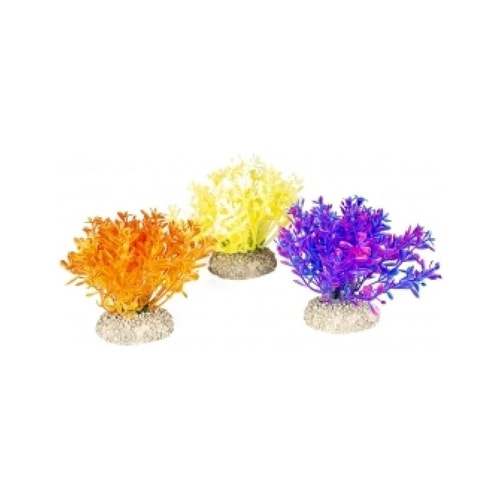 PLANT GLOSSO S - height 9cm