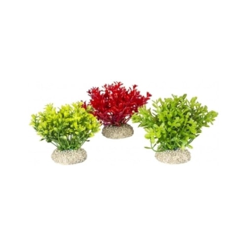 PLANT GLOSSO S - height 9cm