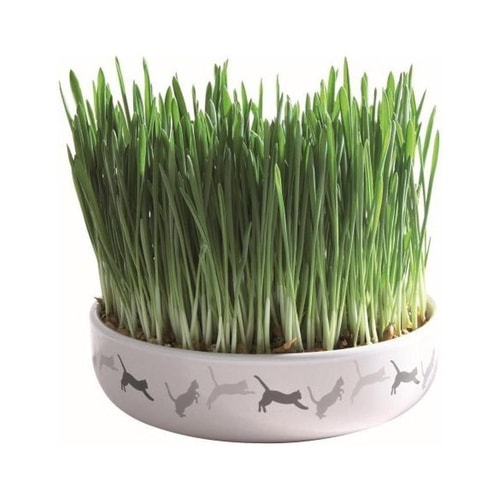 Cat grass Cermaic bowl/approx. 50 g 6