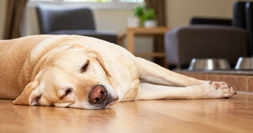 Labrador sem liggur og hvílir sig á parketgólfi