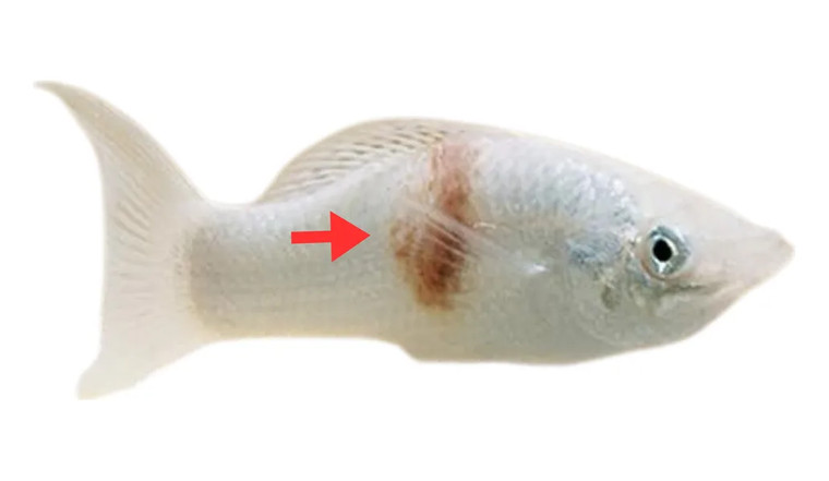 Aeromonas / Pseudomonas