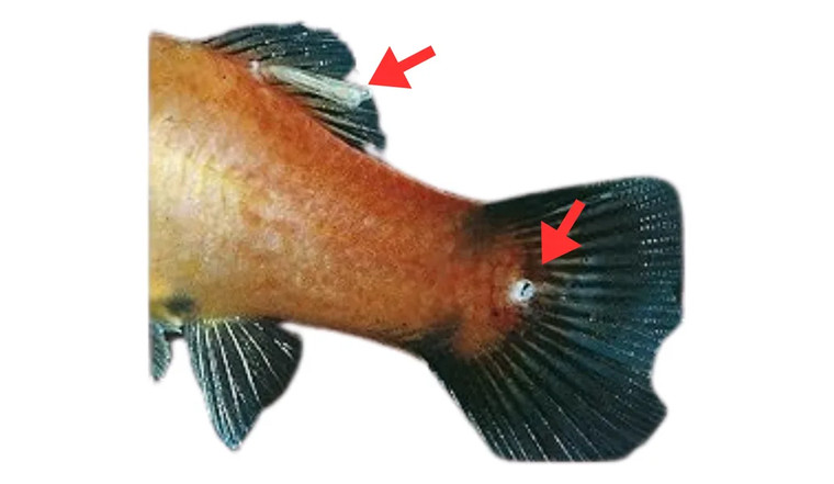Akkerisormur (Lernaea)