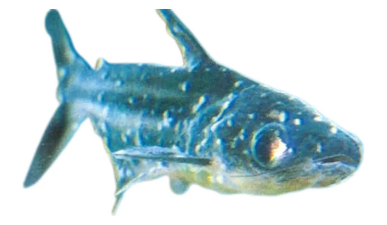 Blönduð sýking