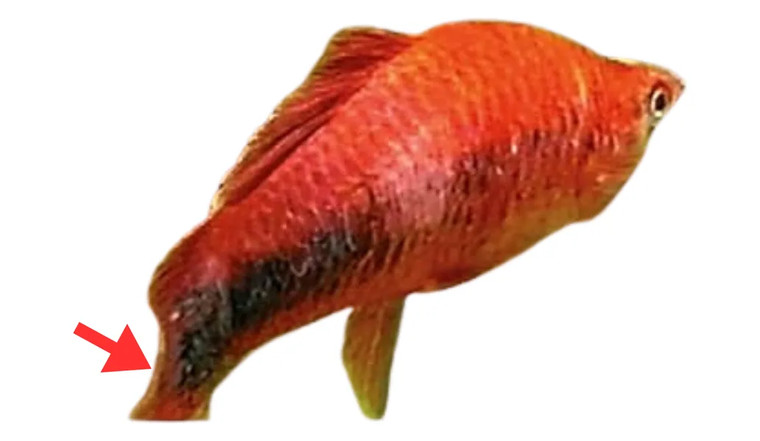 Ichthyobodo (Costia)