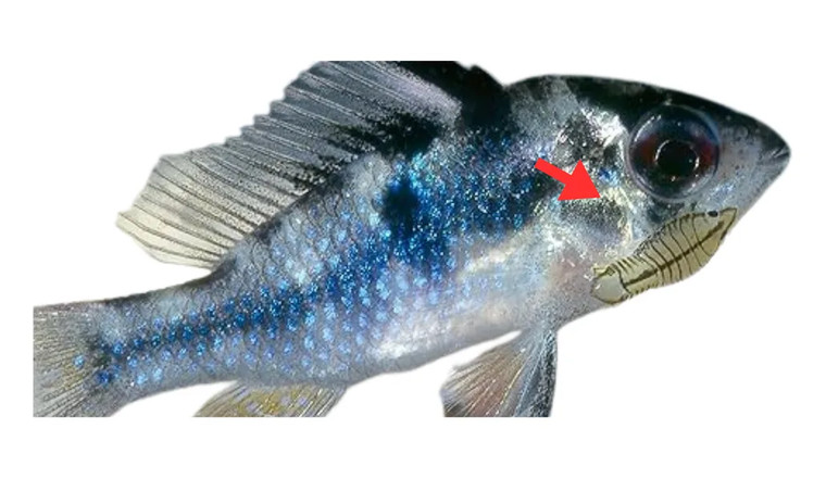 Fiskilús (Argulus)