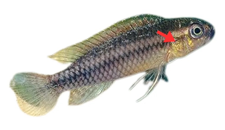 Flauelssýking (velvet)