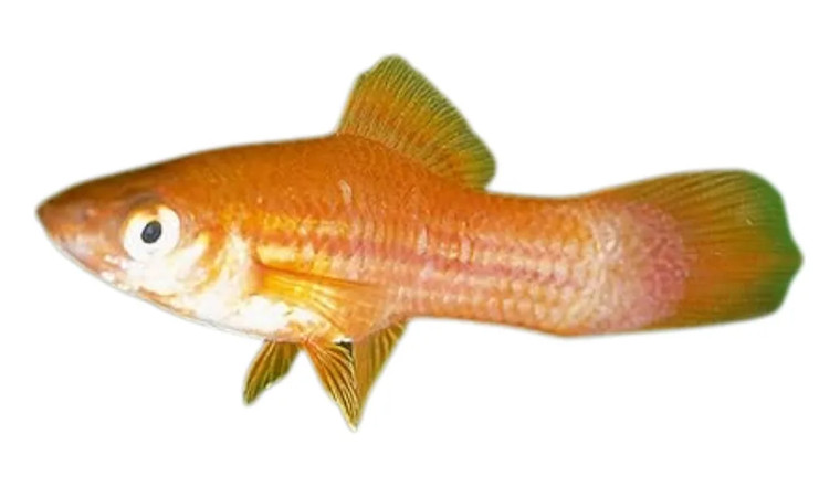 Hreisturormur
