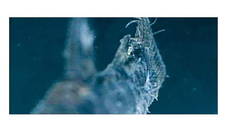 Húðormar (Gyrodactylus)