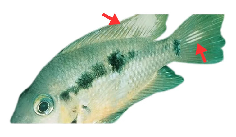 Bifháradýr (Trichodina o.fl.)