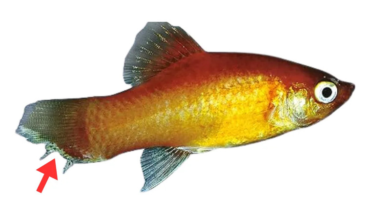 Uggarot