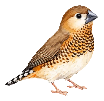 Bengalfinka