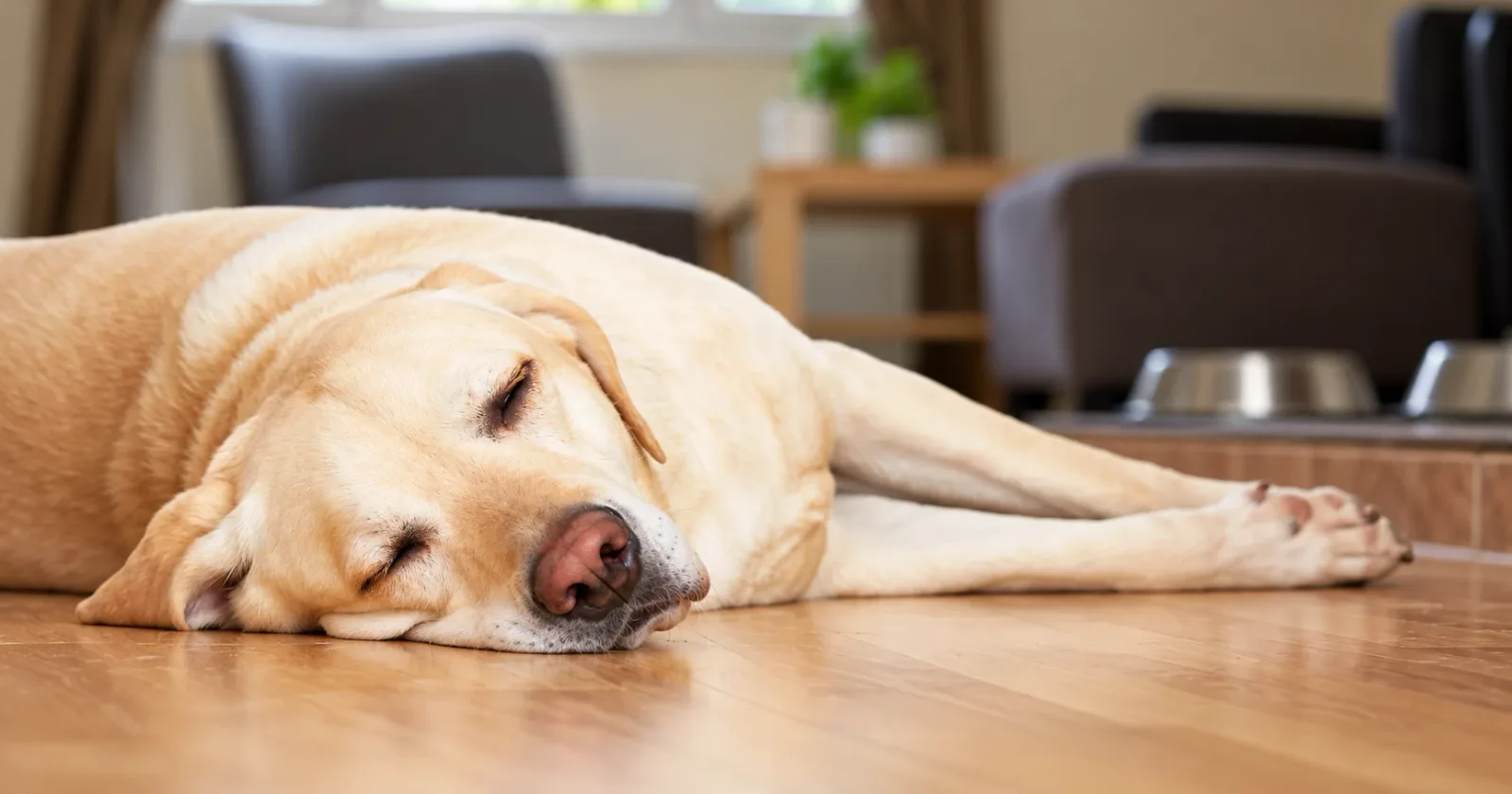 Labrador sem liggur og hvílir sig á parketgólfi