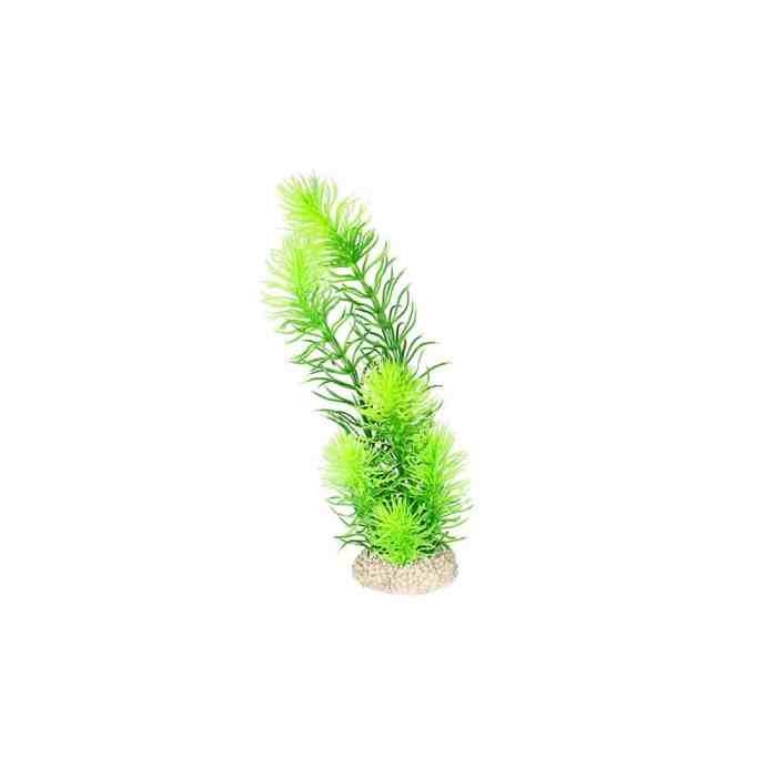 PLANT HORNWORT M - height 24cm