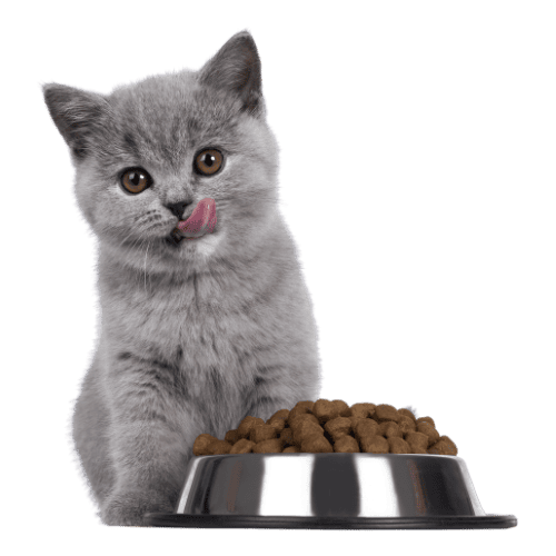 Hvað Mega Kettir Ekki Borða?