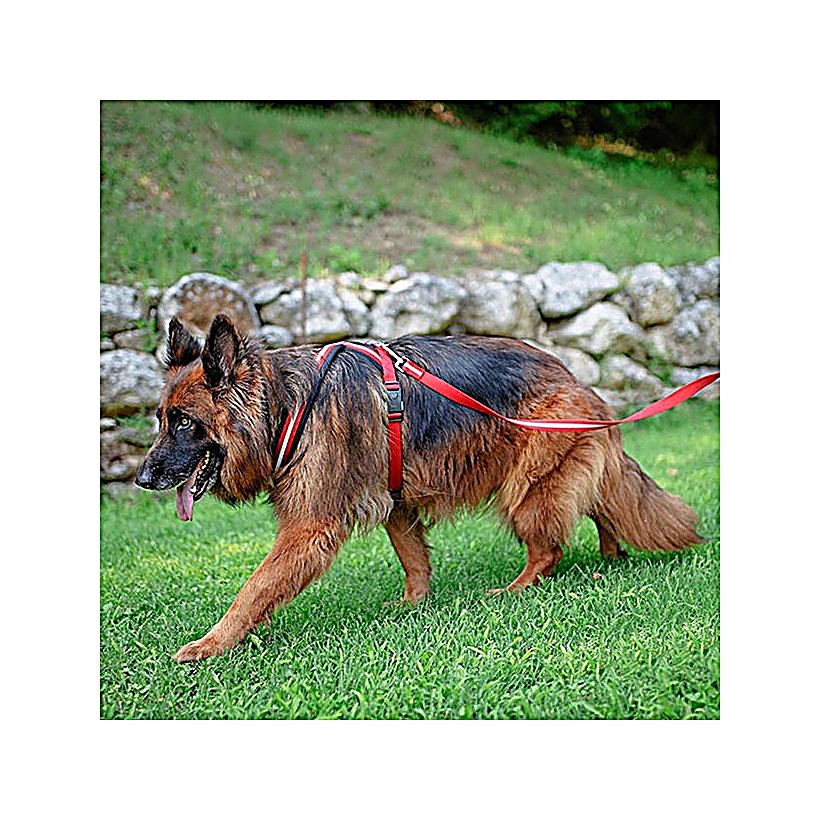 FP75580617|30000 DAYTONA CROSS L HARNESS Svart